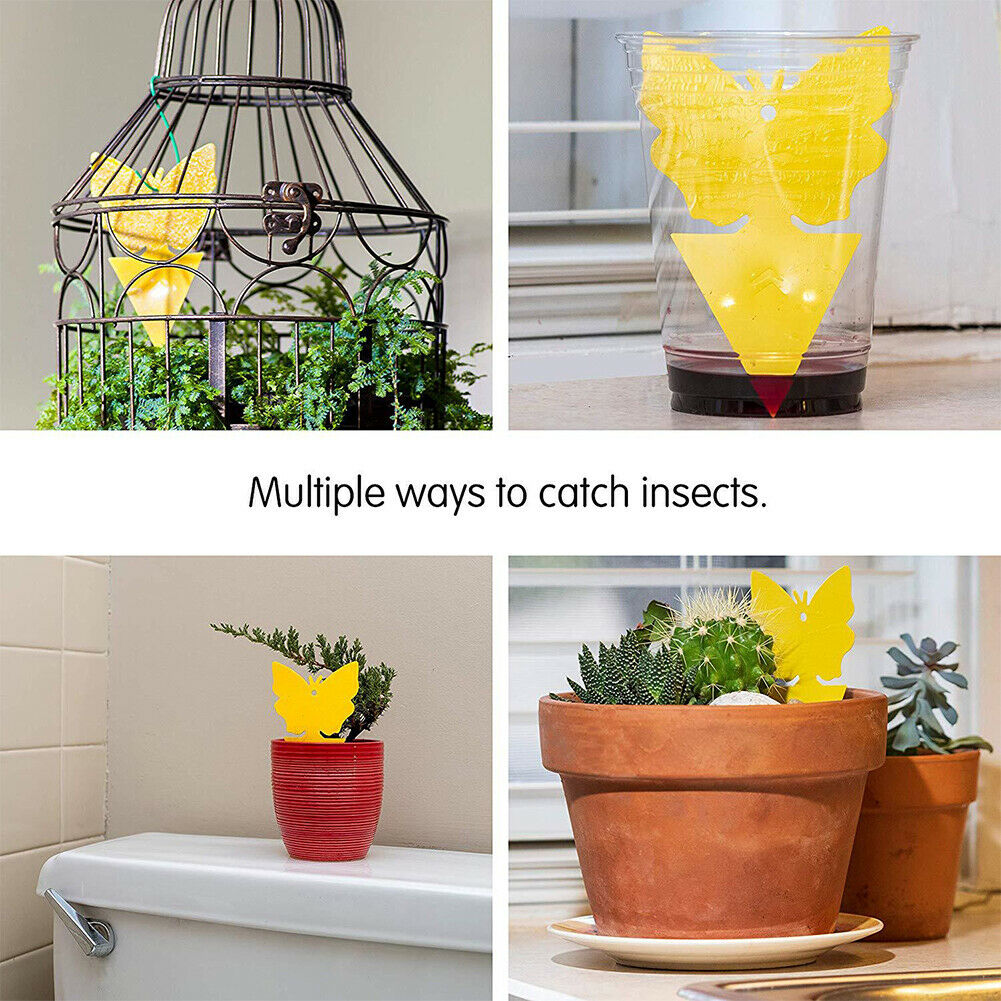 12 Insect Traps
