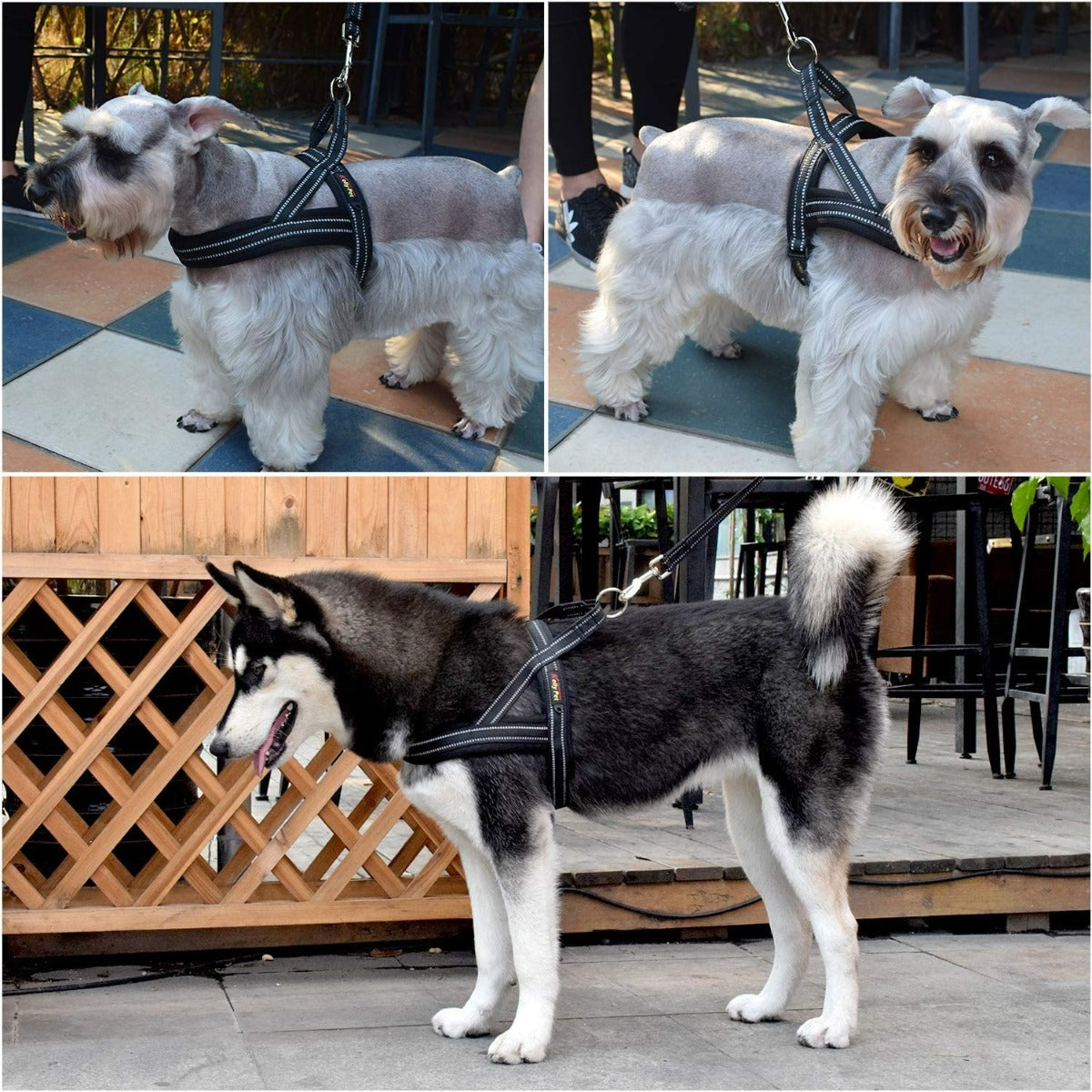 KH-006 chest back belt -Black-Small