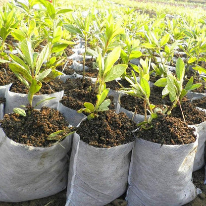 100pcs/opp Plants Nursery Bags
