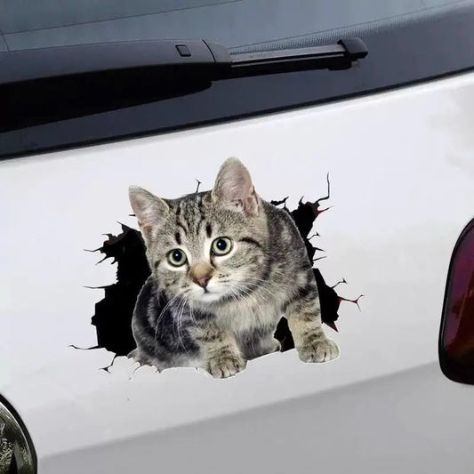 Body Cute Cat Cartoon